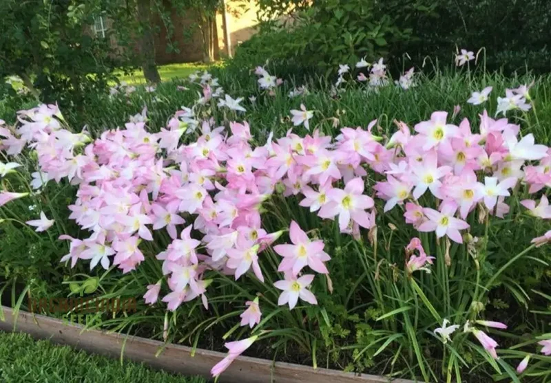 Habranthus Robustus Seeds for Vibrant Garden Blooms - Rare Perennial Flower Seeds for Gardening Enthusiasts