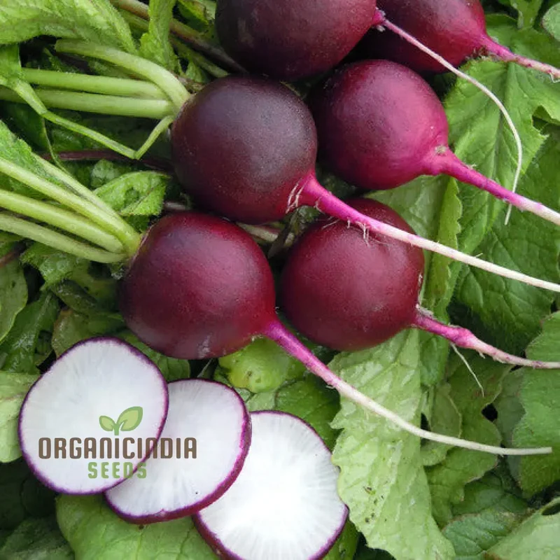 RADISH MALAGA VIOLET Seeds for Planting, Your Gardening Needs