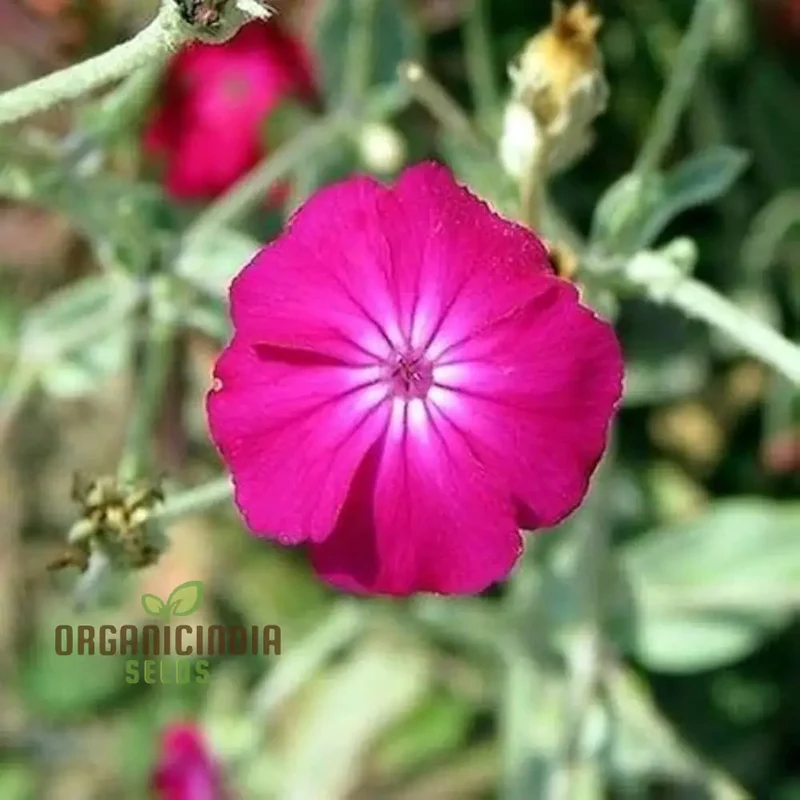 Lychnis Coronaria Flower Seeds for Planting , Premium Seeds for Gardening