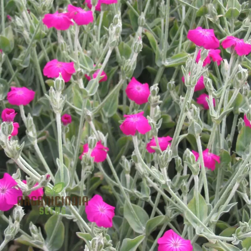 Lychnis Coronaria Flower Seeds for Planting , Premium Seeds for Gardening