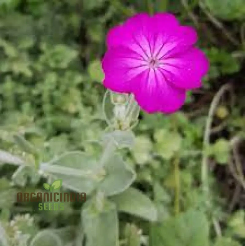 Lychnis Coronaria Flower Seeds for Planting , Premium Seeds for Gardening