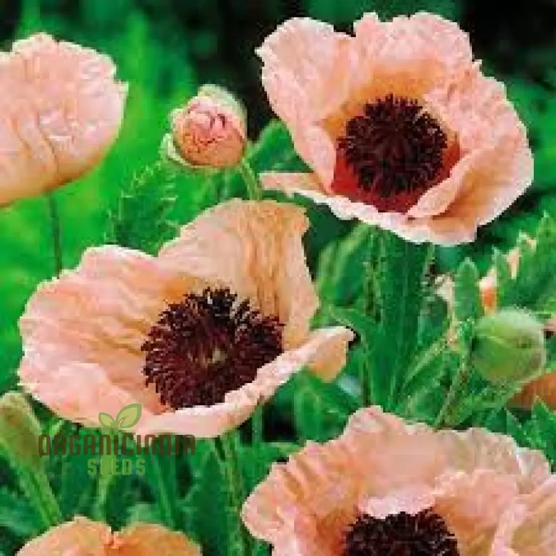 PAPAVER ORIENTALE 'NEW HYBRIDS' Seeds for Exquisite Garden Blooms - Premium Quality Seeds for Your Gardening Delight