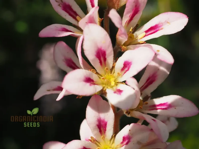 Francoa Appendiculata Seeds, Premium Planting Variety for Your Garden