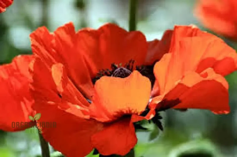 PAPAVER ORIENTALE 'BRILLIANT' Seeds for Vibrant Garden Blooms | Hardy Perennial Flower Seeds for Stunning Gardening Projects