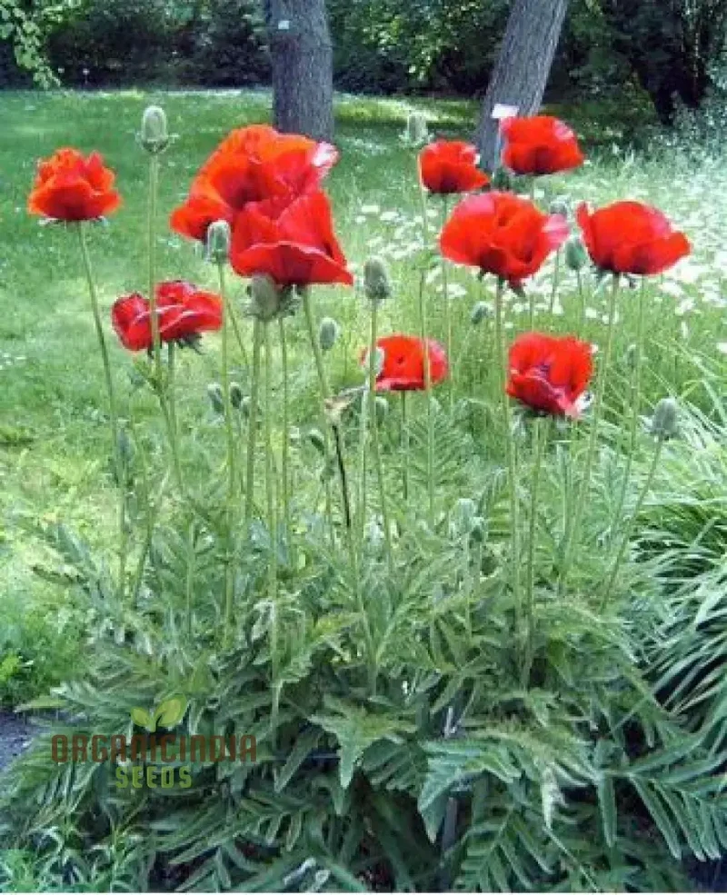 PAPAVER ORIENTALE 'BRILLIANT' Seeds for Vibrant Garden Blooms | Hardy Perennial Flower Seeds for Stunning Gardening Projects