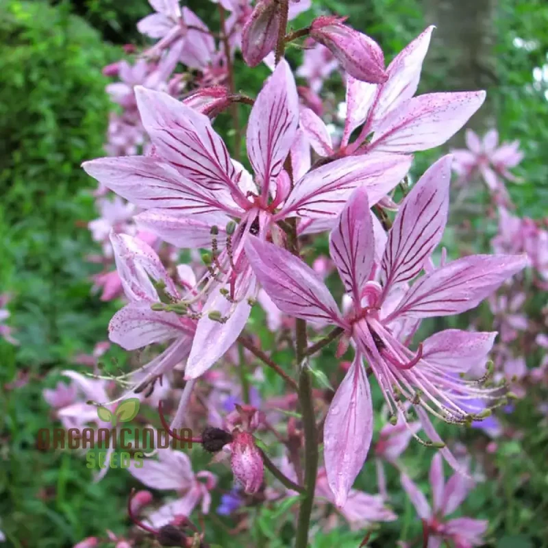 Dictamnus Seeds (Dictamnus Albus var. Caucasicus Seeds) - Unique and Hardy Blooms for Gardens