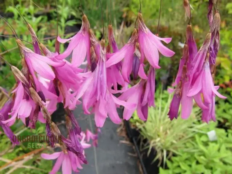Dictamnus Seeds (Dictamnus Albus var. Caucasicus Seeds) - Unique and Hardy Blooms for Gardens