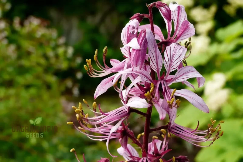 Dictamnus Seeds (Dictamnus Albus var. Caucasicus Seeds) - Unique and Hardy Blooms for Gardens