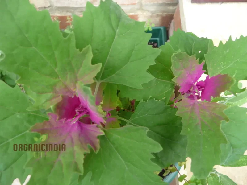 Chenopodium Giganteum Purpureum Seeds for Planting, Rare Purple-Leafed Variety for Garden