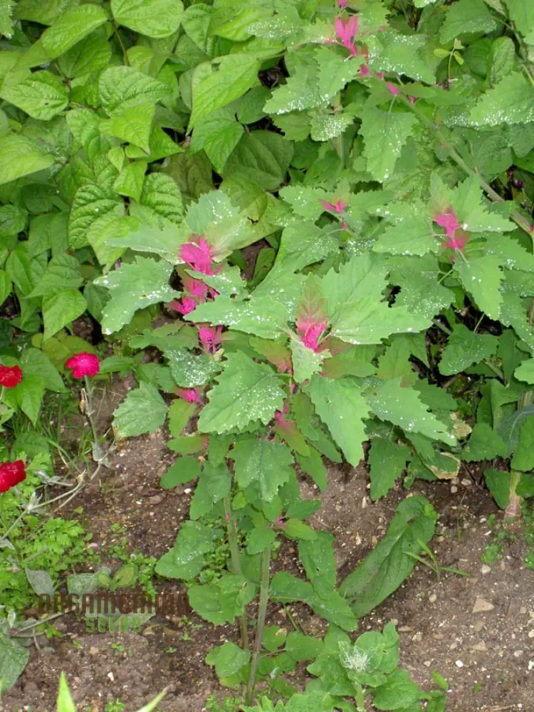 Chenopodium Giganteum Purpureum Seeds for Planting, Rare Purple-Leafed Variety for Garden