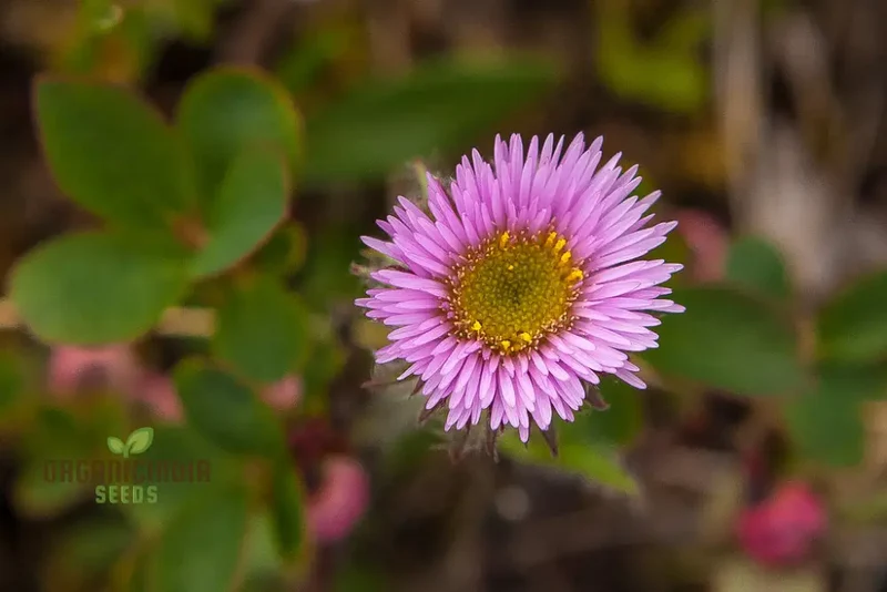 Erigeron Borealis Seeds For Planting - Native North American Wildflower Seeds for Gardening Enthusiasts