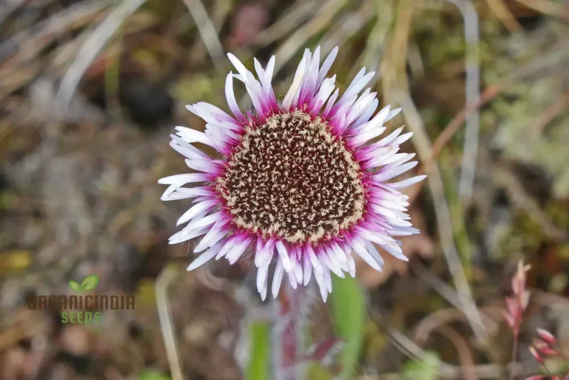 Erigeron Borealis Seeds For Planting - Native North American Wildflower Seeds for Gardening Enthusiasts