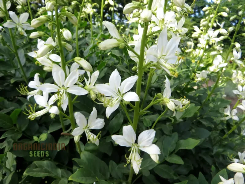 Dictamnus Albus Albiflorus Flower Seeds For Planting, Cultivate Beauty in Your Garden