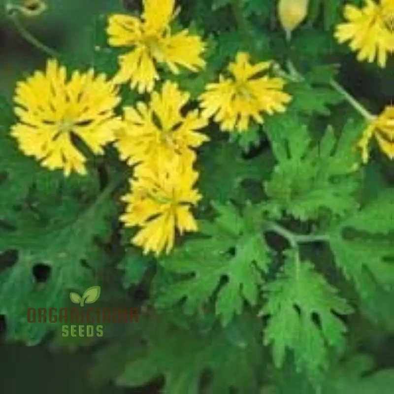 Apollo Chelidonium Majus 'Laciniatum' Flower Seeds for Planting, Premium Variety for Garden