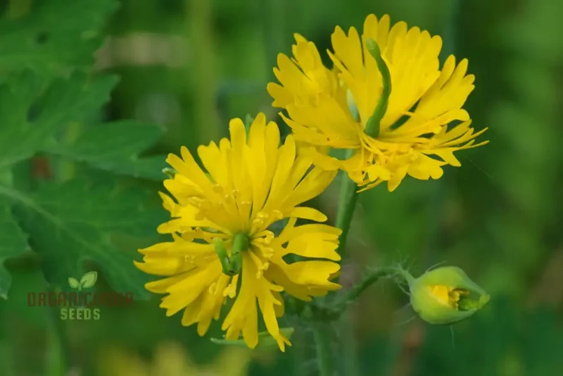 Apollo Chelidonium Majus 'Laciniatum' Flower Seeds for Planting, Premium Variety for Garden