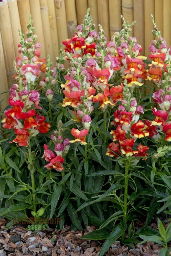 Snapdragon Antirrhinum Majus Seeds – Maximum Mix Variety for Vibrant Garden Color