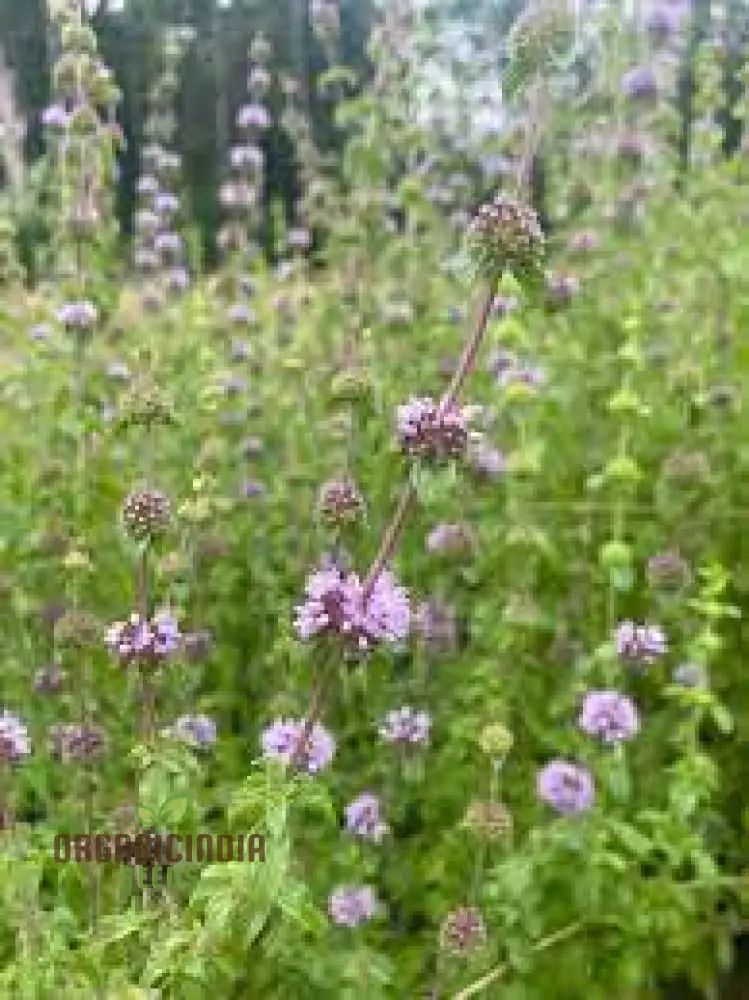Mentha pulegium Seeds for Aromatic Gardening Enthusiasts | Buy Organic Seeds