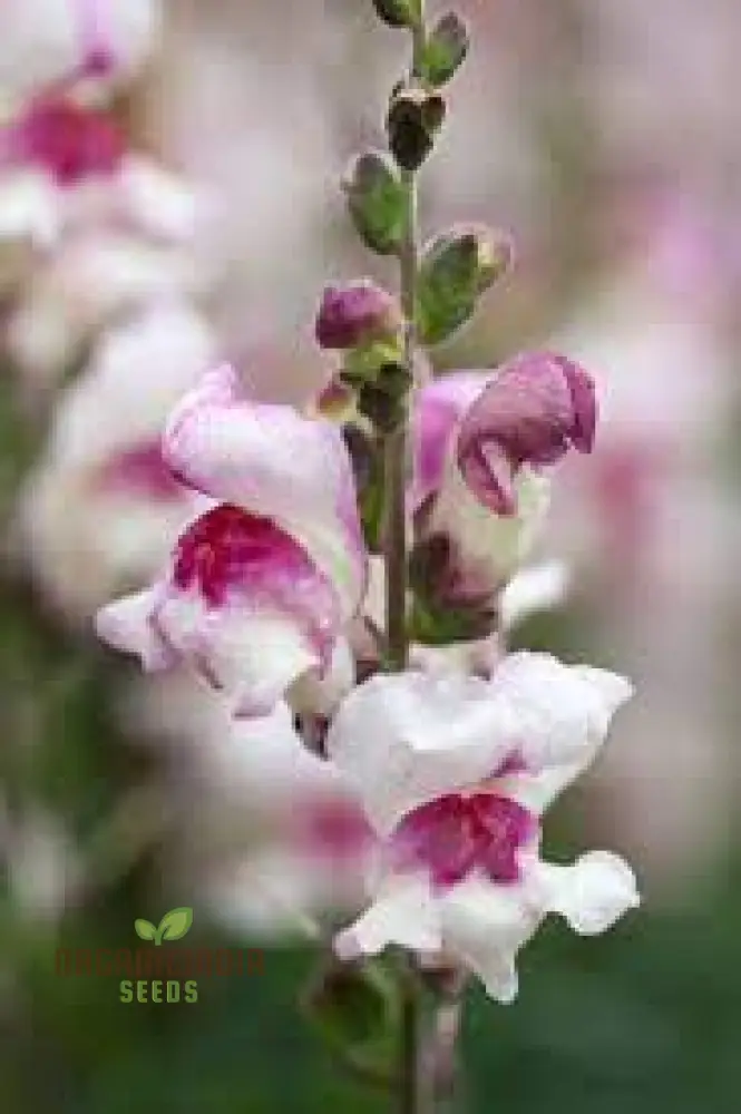 Antirrhinum Majus 'Lucky Lips' - Vibrant Snapdragon for Your Garden Delight