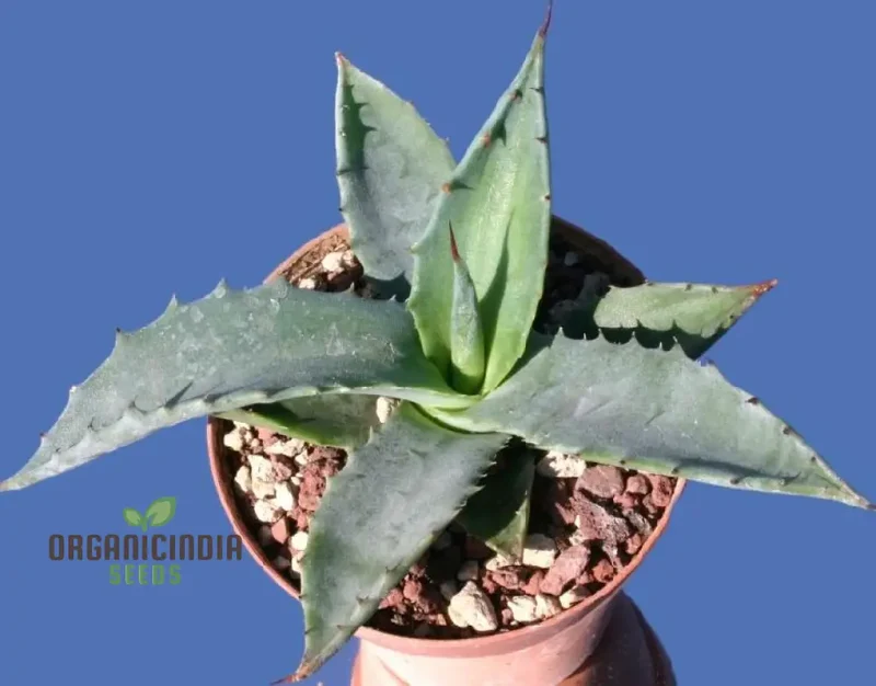Agave asperrima subsp. zarcensis Seeds – Hardy, Sculptural Succulent for Landscaping & Dry Gardens