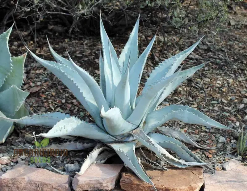 Agave asperrima subsp. zarcensis Seeds – Hardy, Sculptural Succulent for Landscaping & Dry Gardens