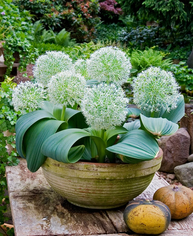 Allium Karataviense ‘Ivory Queen’ Seeds – Premium Ornamental Variety for Elegant Garden Planting