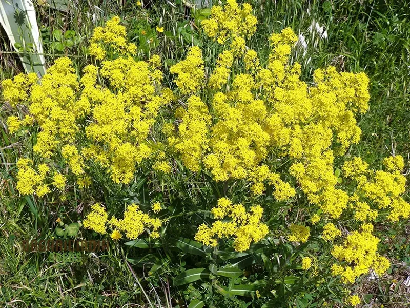 Woad Flower Seeds – Premium Isatis Tinctoria Variety for Garden Planting