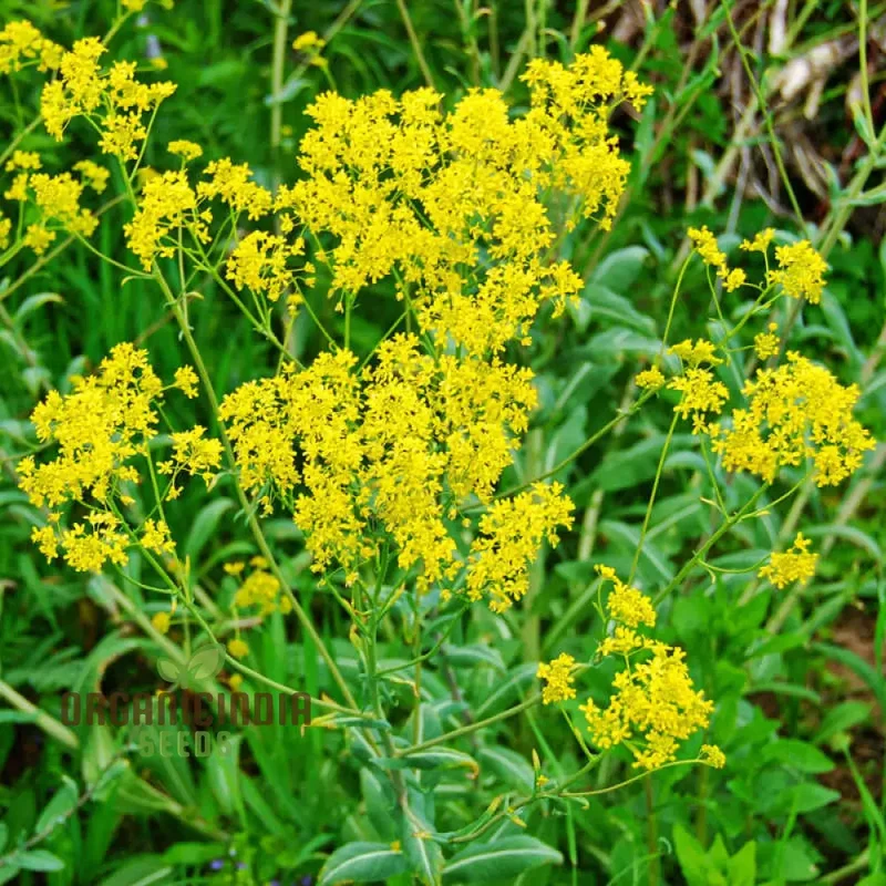 Woad Flower Seeds – Premium Isatis Tinctoria Variety for Garden Planting