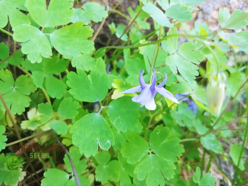 Aquilegia Saximontana Seeds for Gardening Enthusiasts - Perfect for Lengthy Blooms and Stunning Gardens