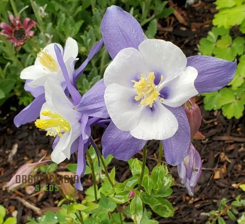 Aquilegia Saximontana Seeds for Gardening Enthusiasts - Perfect for Lengthy Blooms and Stunning Gardens