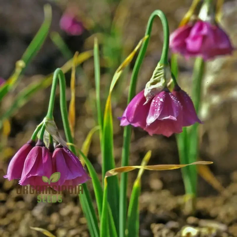 Allium Insubricum Flower Seeds for Planting, Premium Quality for Your Gardening