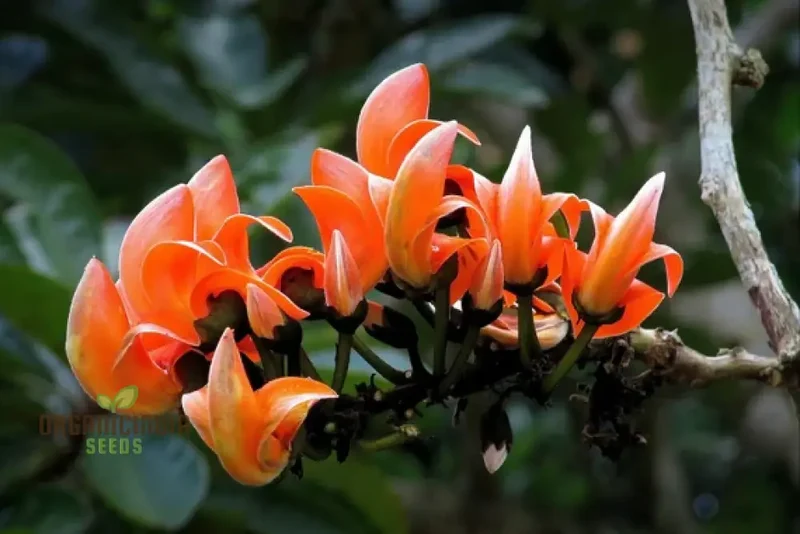 Butea Monosperma Seeds – Flame of the Forest Tree for Garden Planting