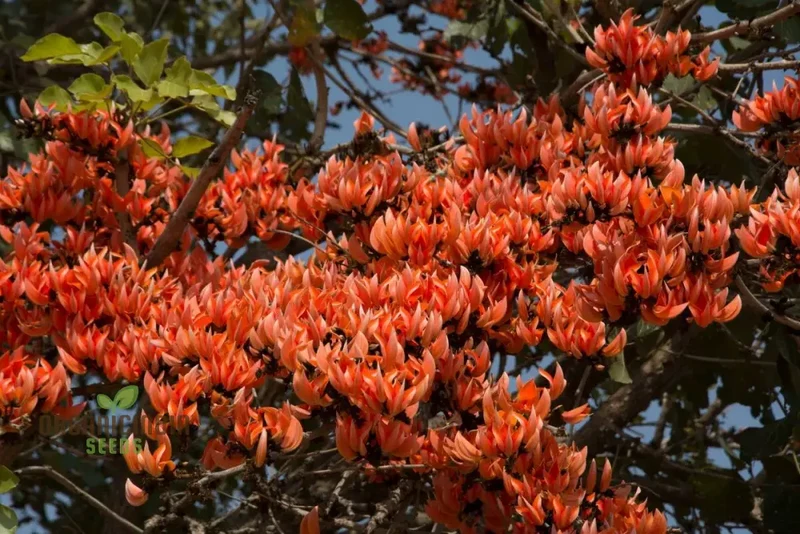 Butea Monosperma Seeds – Flame of the Forest Tree for Garden Planting