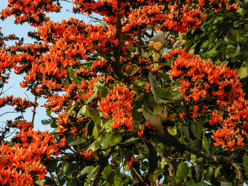 Butea Monosperma Seeds – Flame of the Forest Tree for Garden Planting