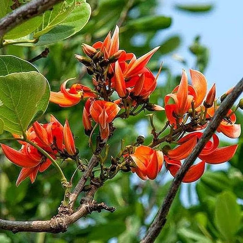 Butea Monosperma Seeds – Flame of the Forest Tree for Garden Planting