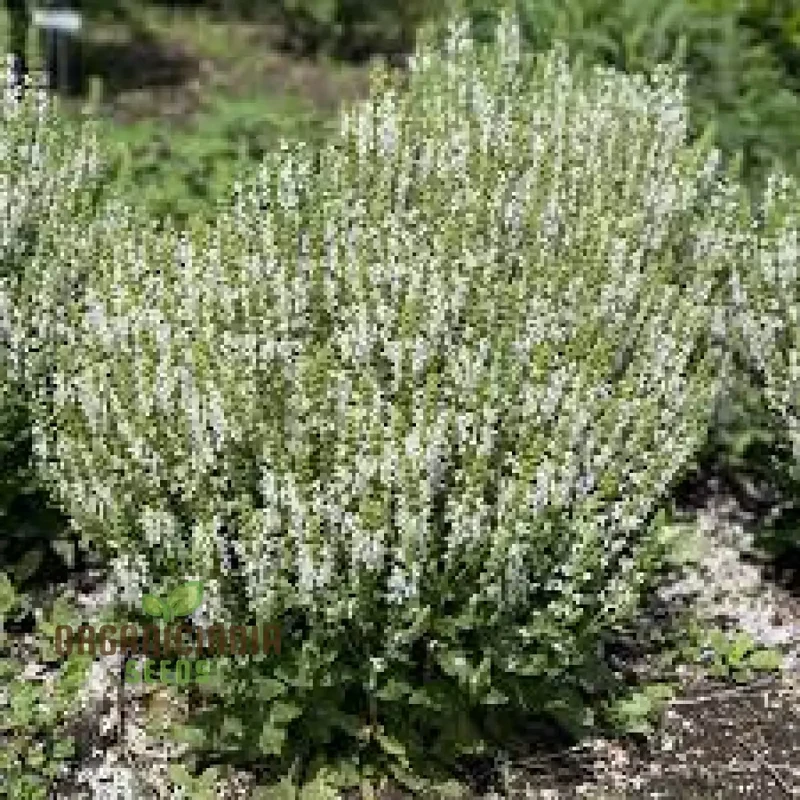 Salvia Candidissima Seeds - Premium Quality for Gardening Enthusiasts | Lengthy Blooming Season | Organic and Easy-to-Grow