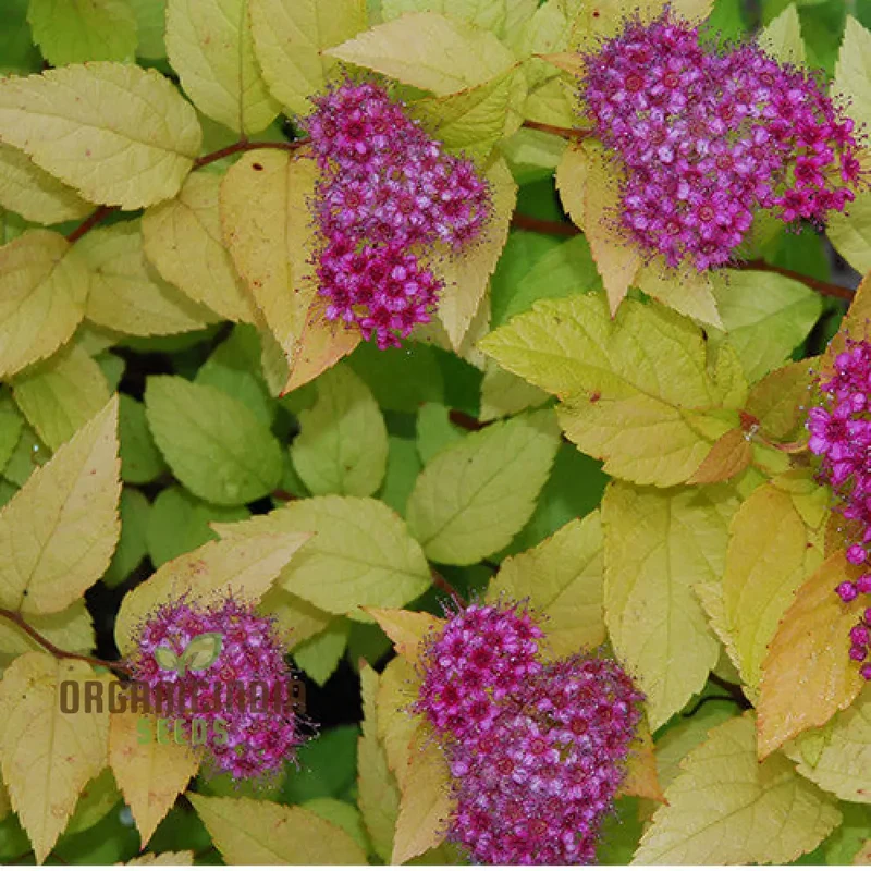 Spiraea 'Garnet 'n' Gold' Seeds – Elevate Your Gardening Experience with Beautiful, Hardy Shrubs and Vibrant Foliage!