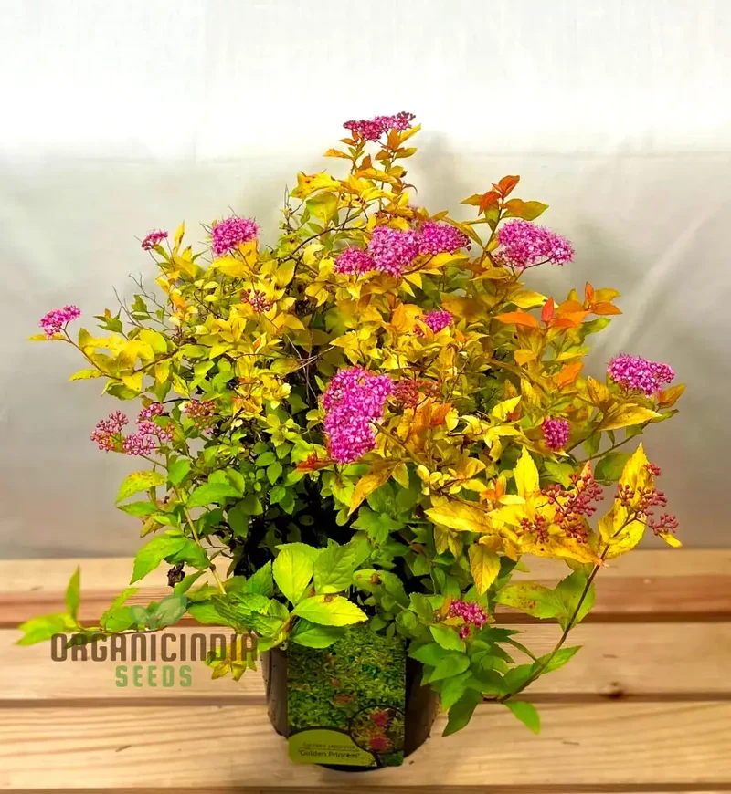 Spiraea 'Garnet 'n' Gold' Seeds – Elevate Your Gardening Experience with Beautiful, Hardy Shrubs and Vibrant Foliage!