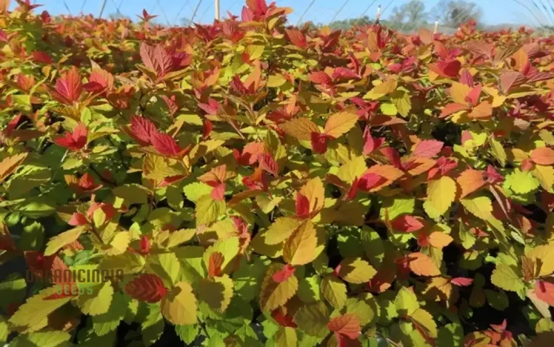 Spiraea 'Garnet 'n' Gold' Seeds – Elevate Your Gardening Experience with Beautiful, Hardy Shrubs and Vibrant Foliage!