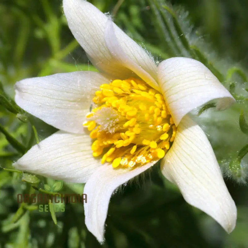 Pulsatilla 'Weisse Schwan' Flower Seeds For Planting, Elegant White Blooms for Your Garden
