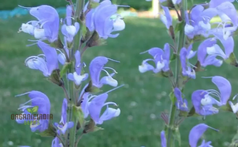 Salvia Barrelieri Seeds for Gardening - Premium Quality Seeds for Beautiful and Vibrant Garden Blooms