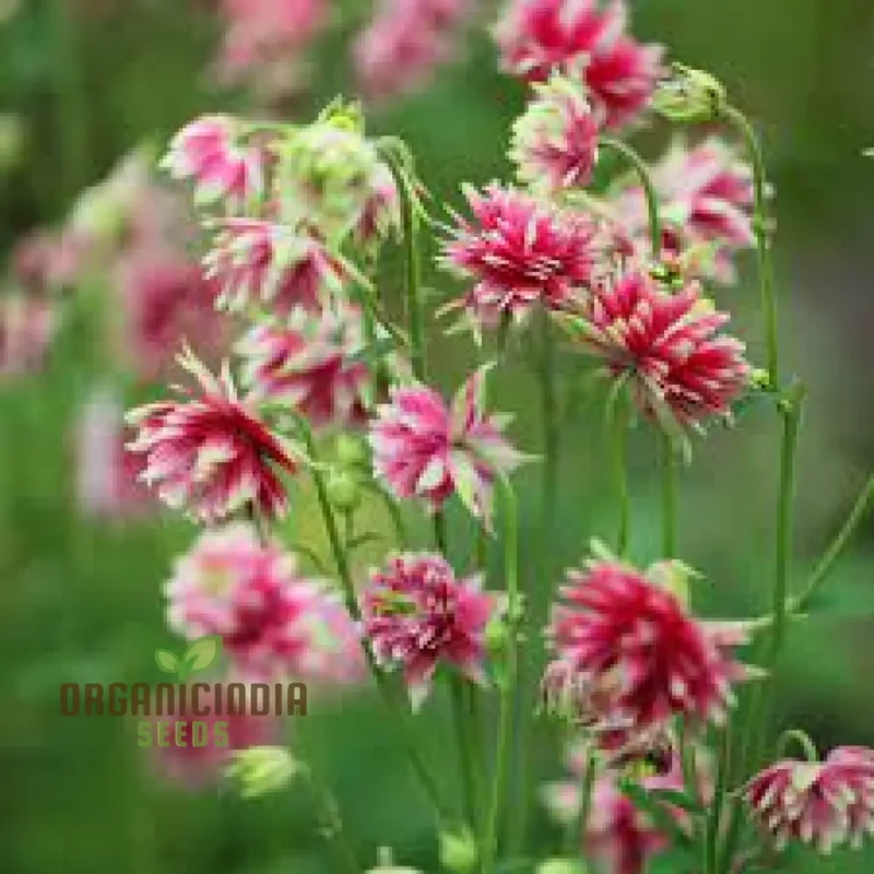 Aquilegia Vulgaris ‘Nora Barlow’ Seeds – Rare Perennial Variety for Elegant Garden Blooms