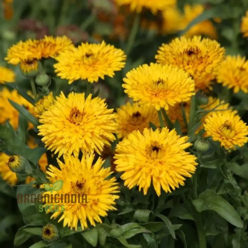 Calendula Officinalis 'Calexis Yellow' Flower Seeds, Perfect for Planting and Gardening Enthusiasts