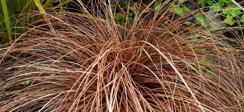 Carex Morrowii 'Pinkie' Seeds for Planting, Premium Quality Seeds for Gardening