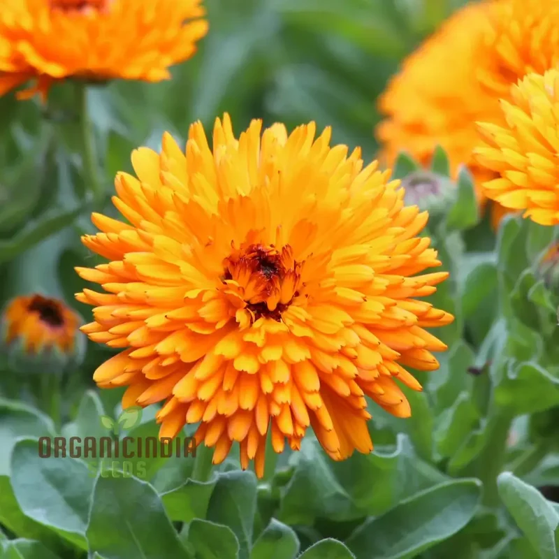 Calendula Officinalis 'Calexis Orange' Flower Seeds for Planting and Gardening Success