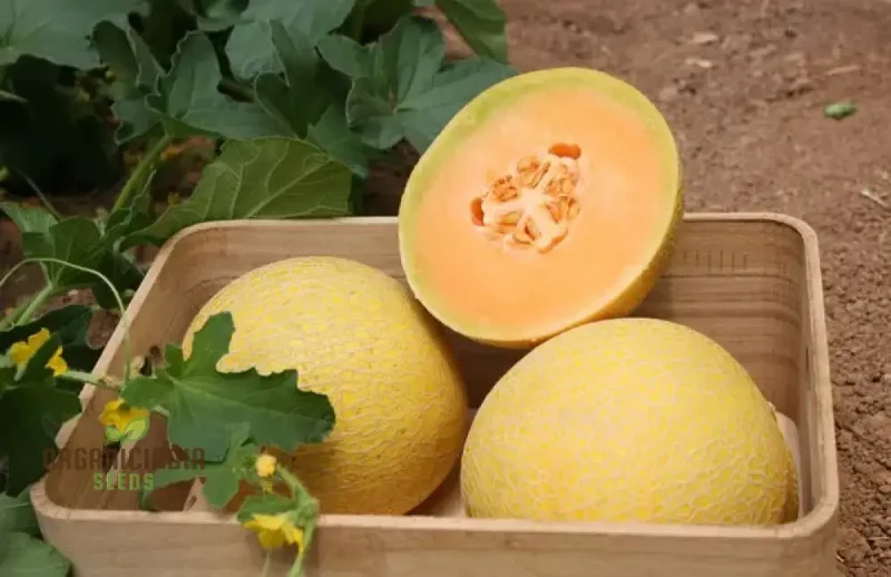 Organic Galia Melon Seeds for Your Vibrant Garden