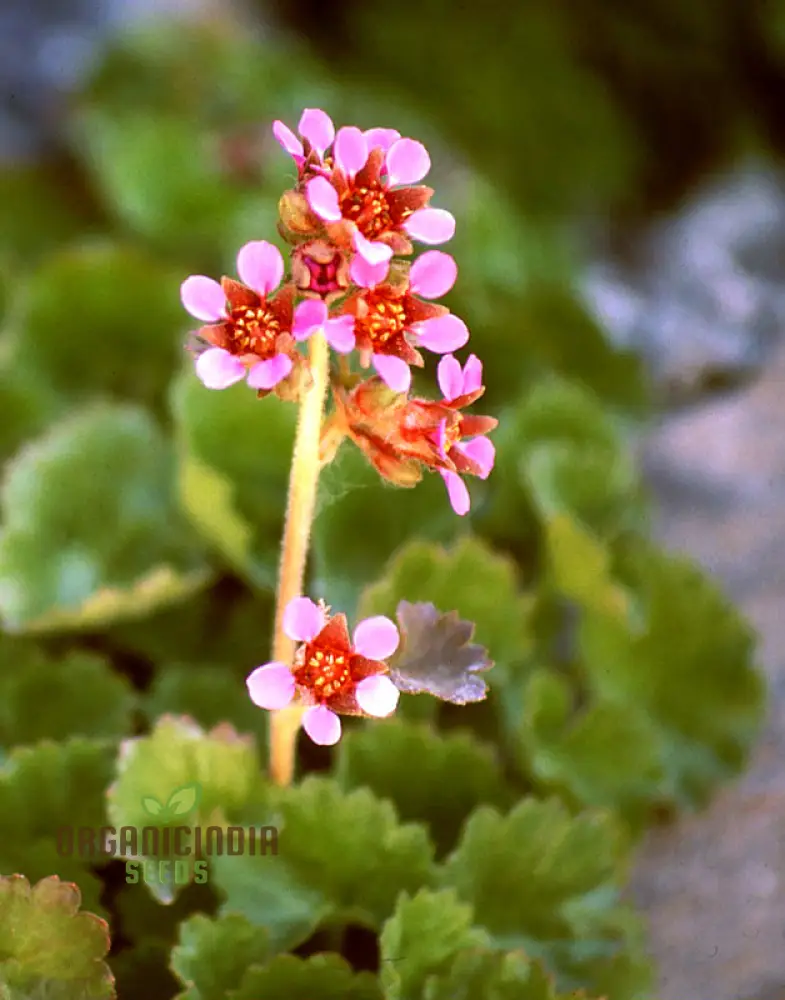 Boykinia Jamesii Seeds For Planting, Cultivate Stunning Jamesii Flowers at Home