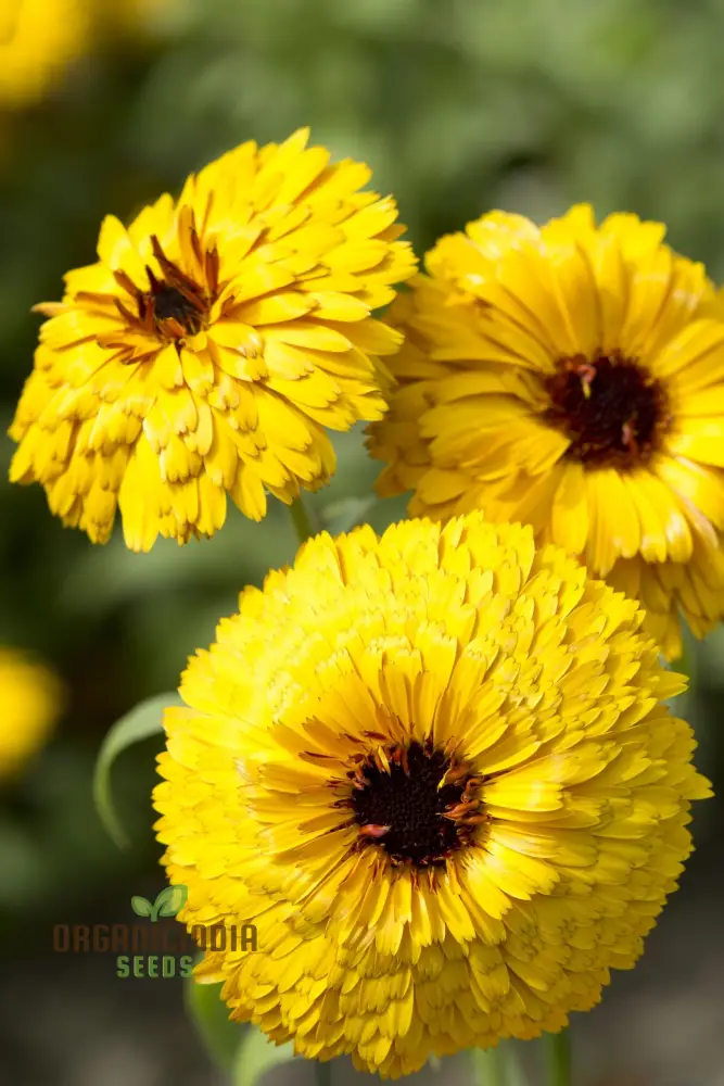 CALENDULA OFFICINALIS 'BULLS EYE' Flower Seeds for Planting, Ideal for Planting, Gardening, and Vibrant Blooms
