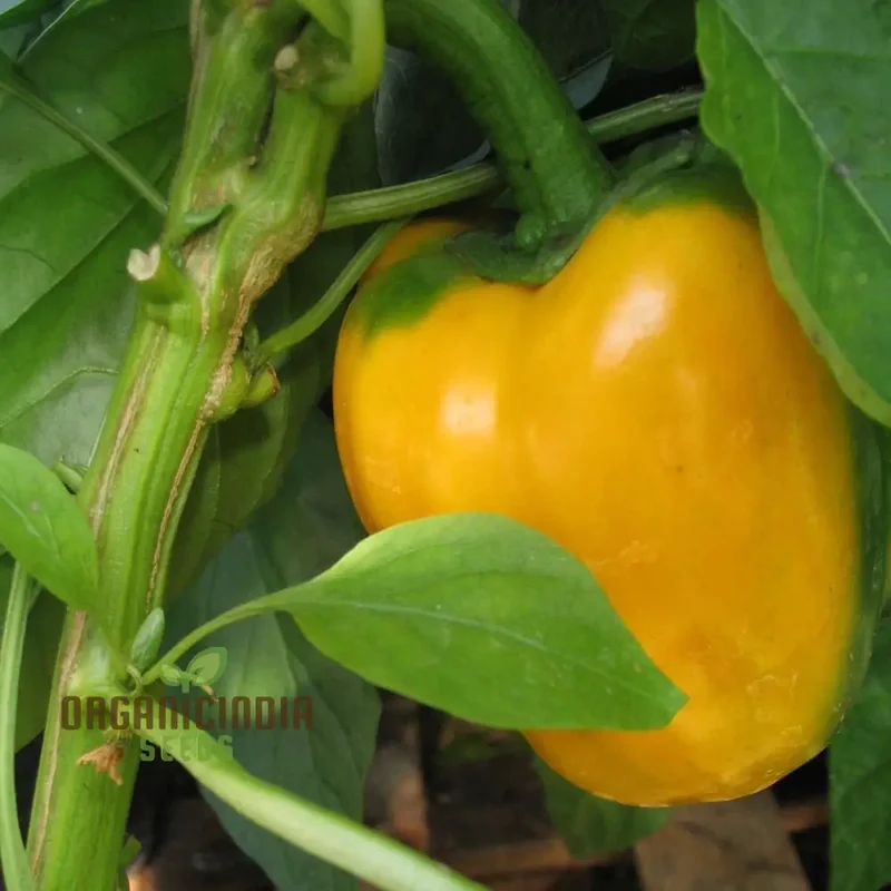 Quadrato Asti Giallo Pepper Vegetable Seeds, Premium Quality Seeds for Gardening Enthusiasts