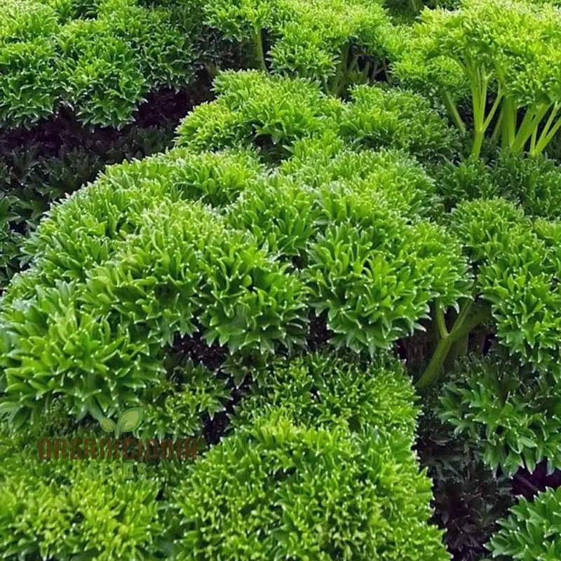 Organic Triple Curled Parsley Seeds – Lush, Fresh Culinary Herb for Home Gardens