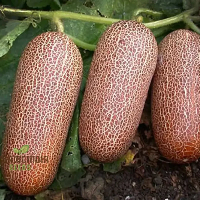 Poona Kheera Cucumber Seeds - Grow Crisp and Flavorful Poona Kheera Cucumbers in Your Garden
